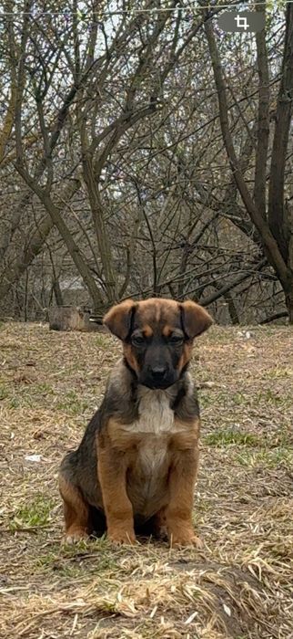 Віддам цуценятко