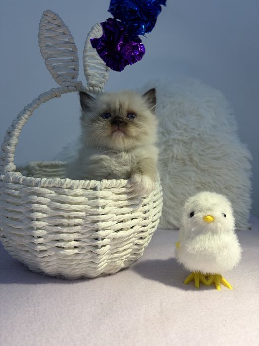 Koteczki o wyjątkowo przyjacielskim charakterze Ragdoll z KittyandLove*PL