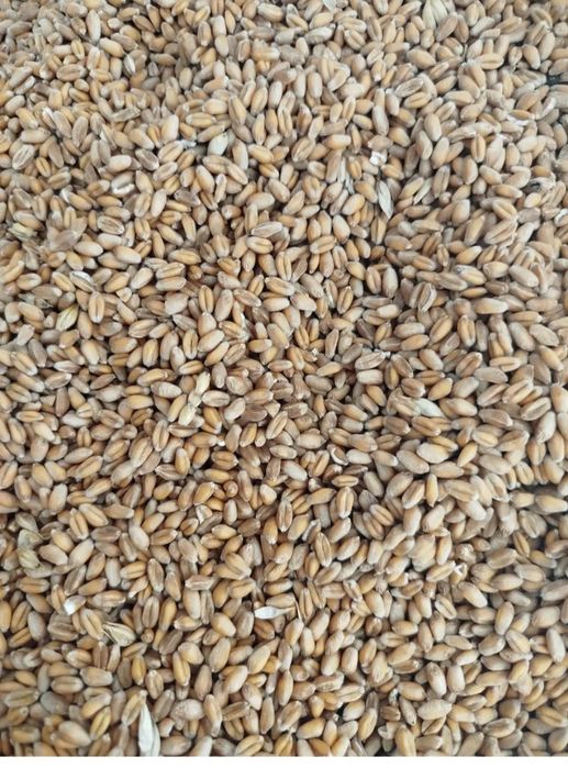 Пшениця   озима  самовивіз то