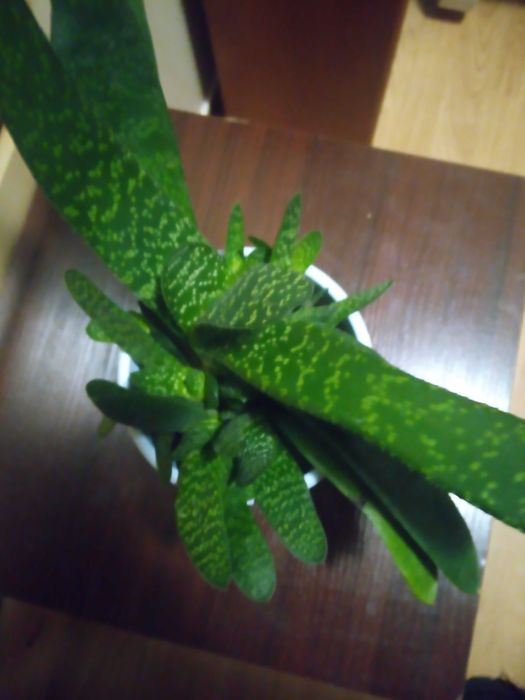 Gasteria odnóżki