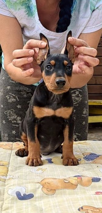 Хлопець і дівчата німецького пінчера 2.5 місяці.