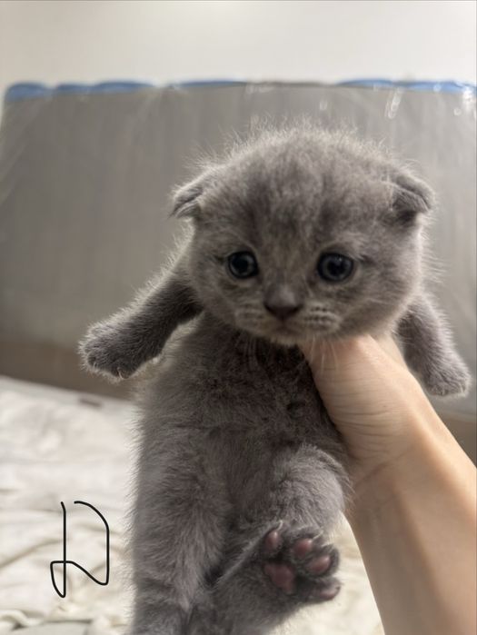 шотландські висловухі