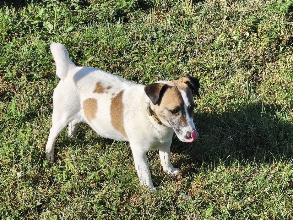 Jack Russell Terrier, suczka