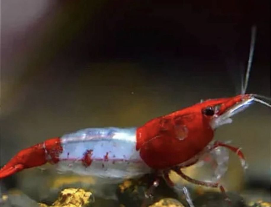 Red Rili – Neocaridina selecionados