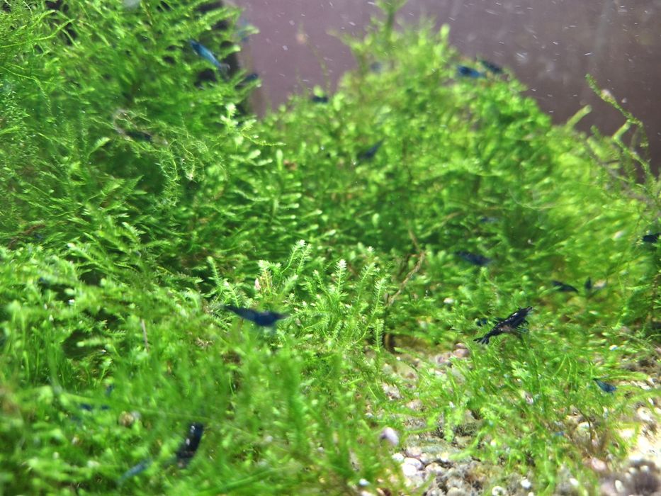 Krewetki neocaridinia blue velvet