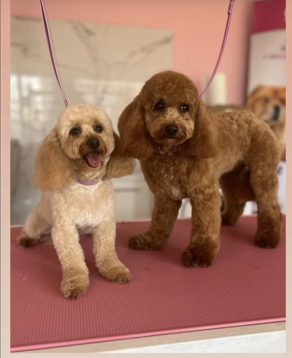 Reproduktor pudel miniaturowy (dolna granica 4 kg)Tolek