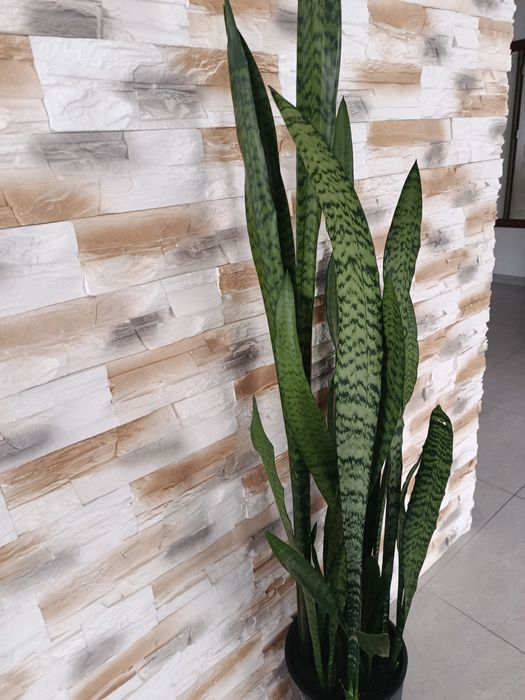 Sansewiera szable języki teściowej