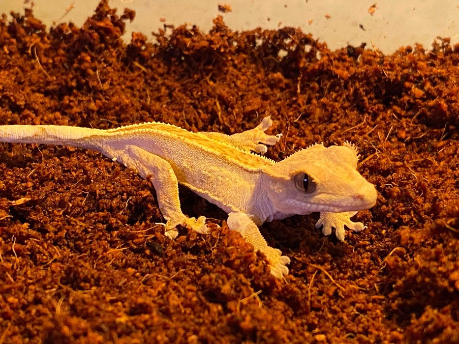 Gekon orzęsiony Correlophus ciliatus