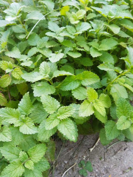 мелисса, тимьян лимонный, зверобой, мята