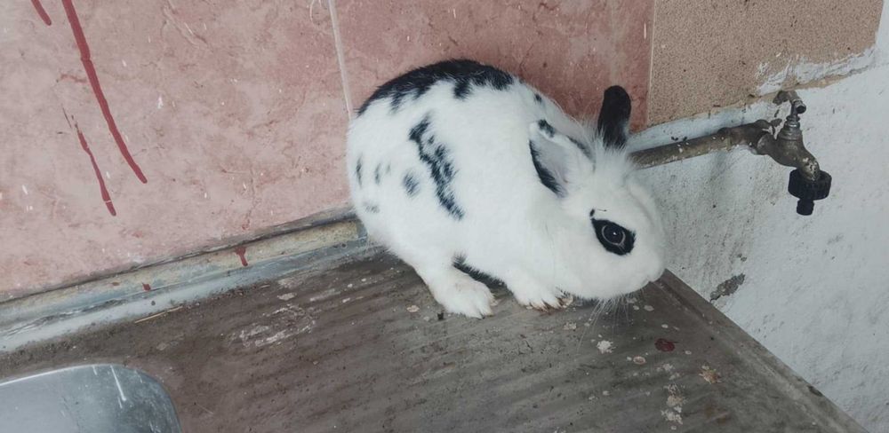 Animais de estimação