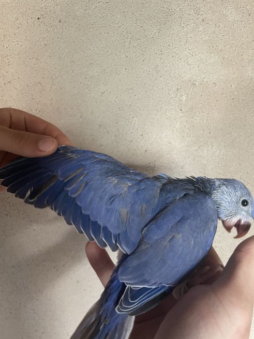 Ring neck VIOLETA muito MEIGO