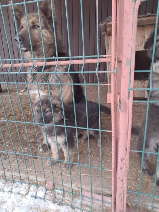 Цуценята вівчарки