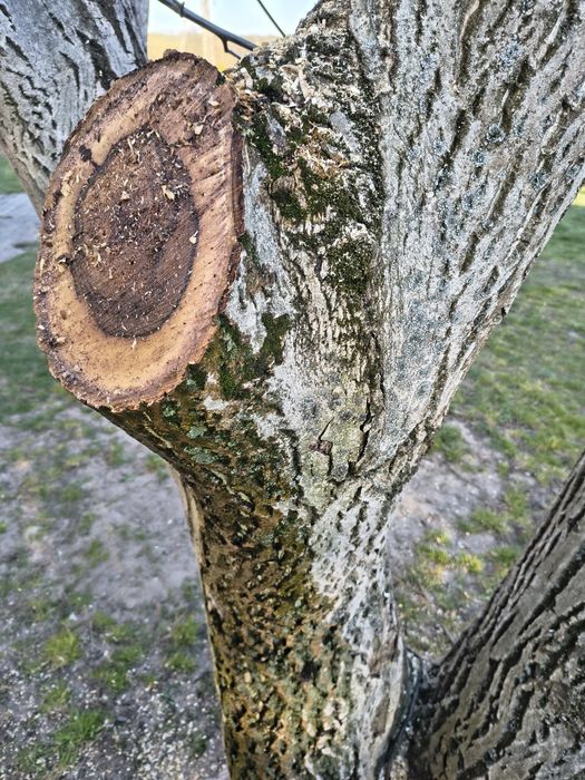 Orzech włoski pien