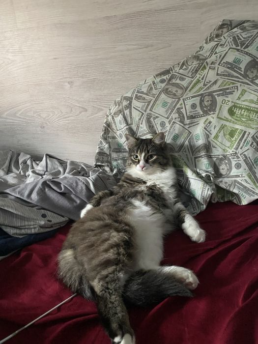 Віддам кота у добрі руки