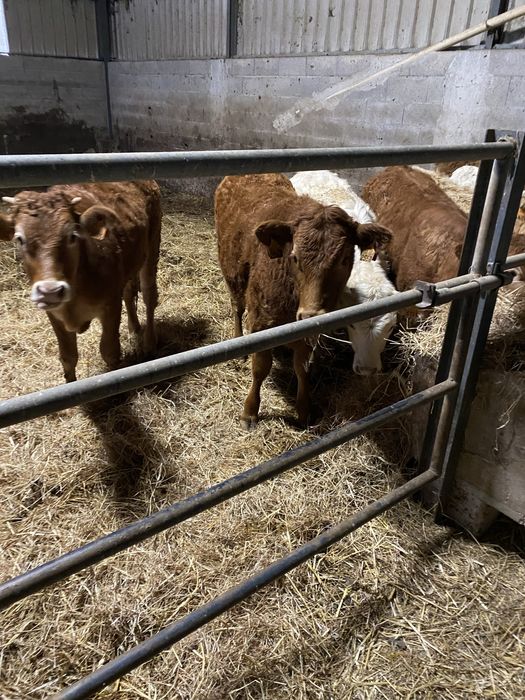 Vitelas cx de Limousines