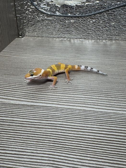 Gekon lamparci rózne kolory