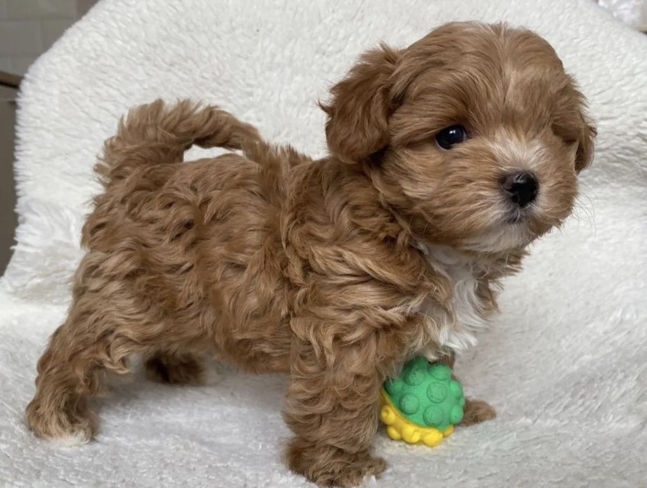 Мальтипу Девочки и Мальчики