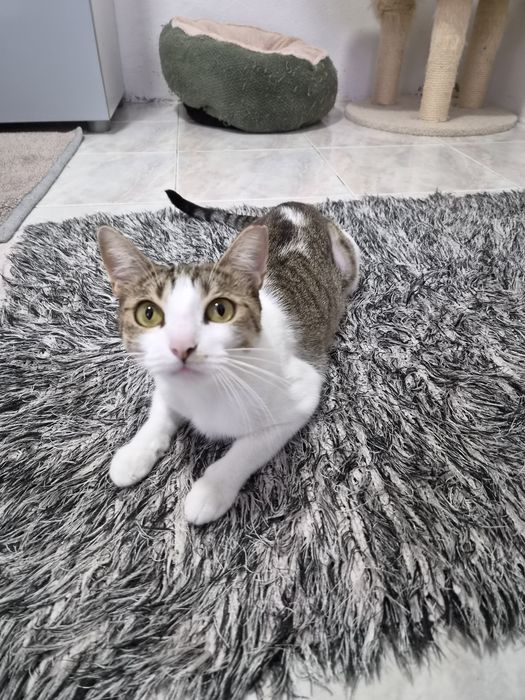 Gatinha esterilizada para adoção