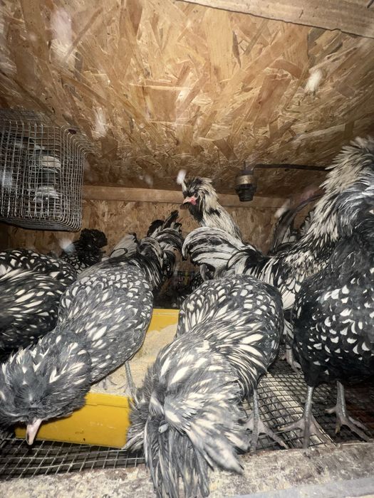 Падуани півні  срібло