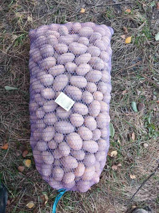 Посадкова картопля Королева Анна, насіннєва картопля, посадка