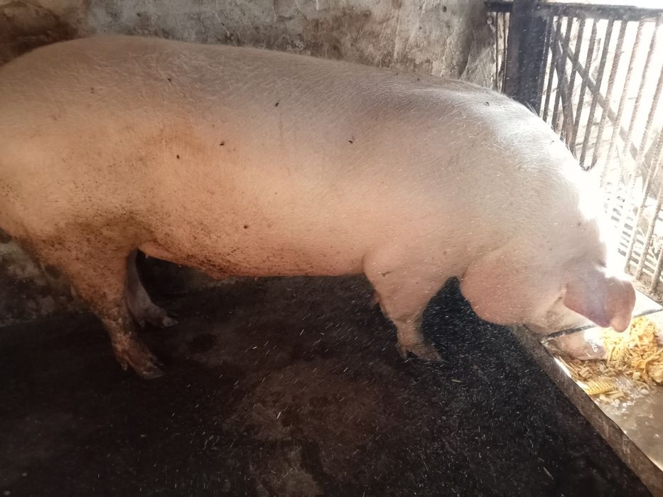 продам кабанчика жива вага
