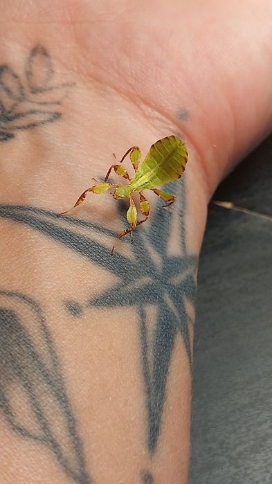 Filhotes de insecto folha