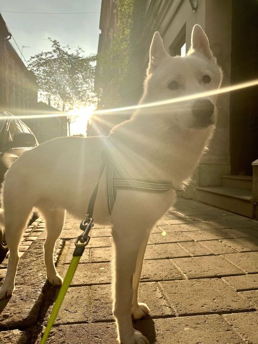 Аксель шукає даму серця (білий кобель хаскі, вʼязка)