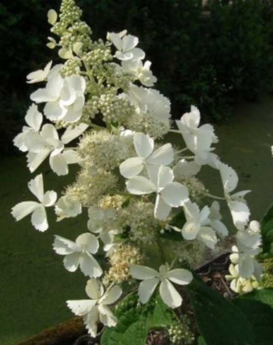 HORTENSJA White Lady - sadzonki w doniczkach