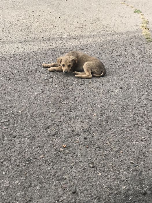 Цуценята в пошуку сім‘ї.