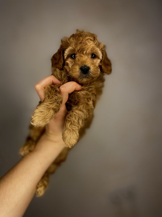 Мальтипу мальчик мини  шоколадное счастье