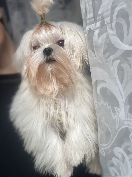 Міні хлопчик мальтезе
