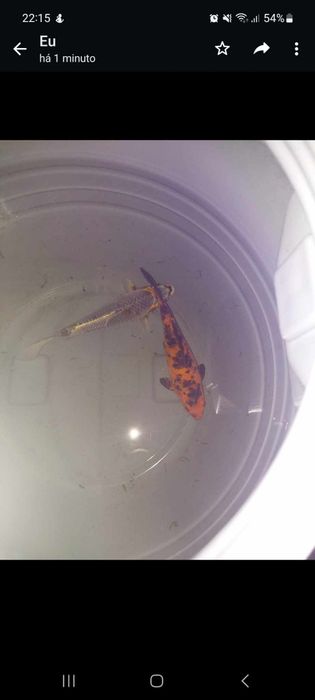 Carpas koi japonesas