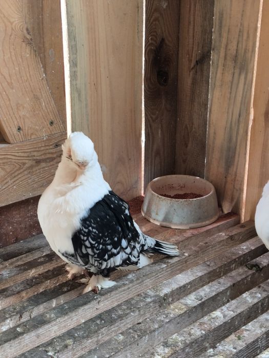 Mewki orientalne satynety para