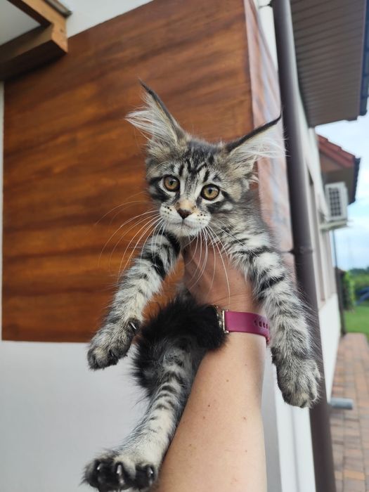 Kotka  Maine Coon