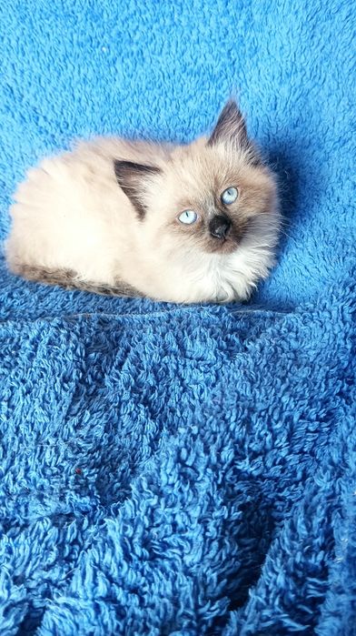 Хлопчик Невстка маскарадна 2 міс