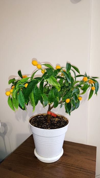 Мандарин Міні/ Кумкват Цитрус висота  42  см. Кімнатна рослина.