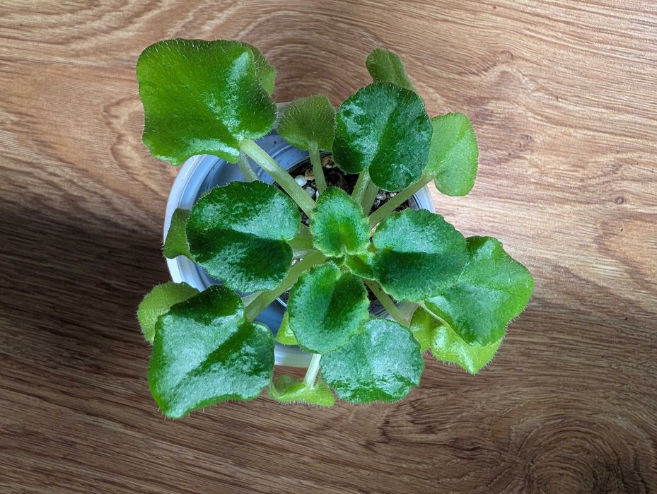 Fiołek afrykański sadzonka