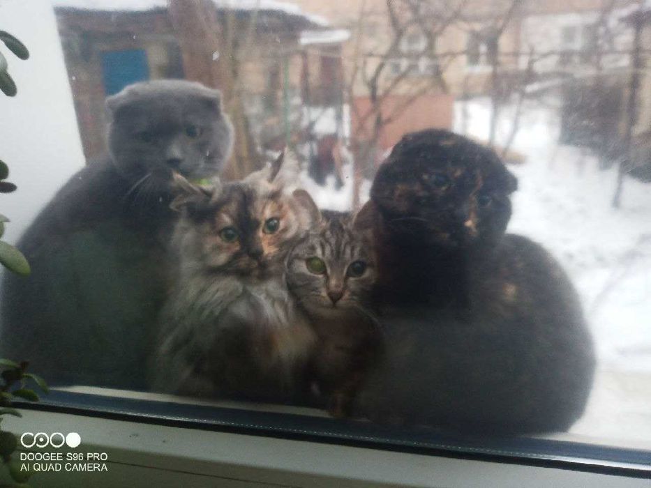 Загубився котик!!!