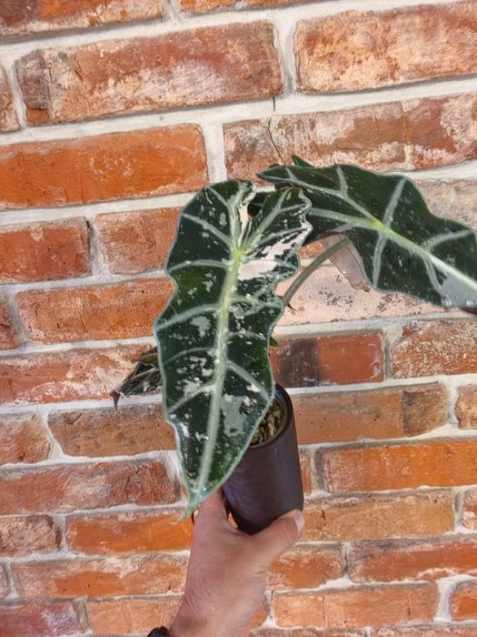 Alocasia Polly Pink Varie