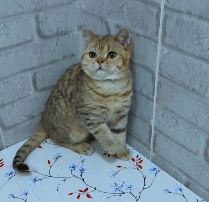 Шотландский котик золотой табби,