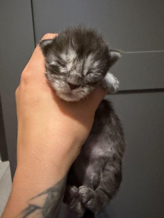 Dziewczynka maine coon