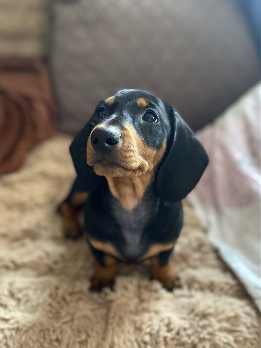 Чистокровна чорна  такса