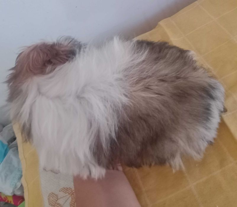 Shih-tzu Fêmea com LOP