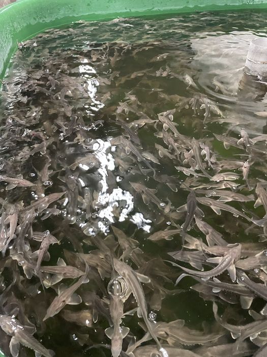 Jesiotr Syberyjski narybek wiosenny 5-10 cm