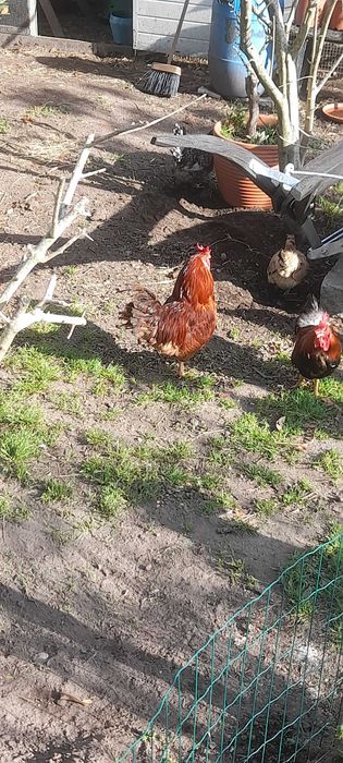 Aves adultas boas a por ovos