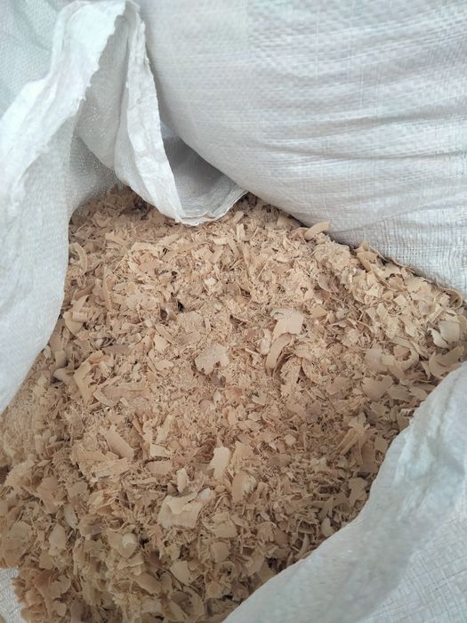 Тирса букова трачка