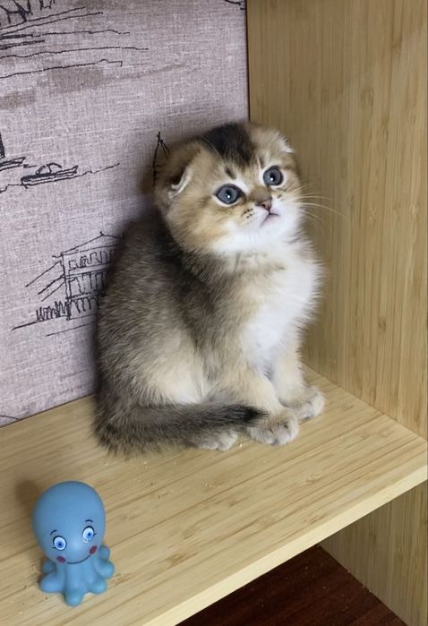 Милий хлопчик скоттіш фолд