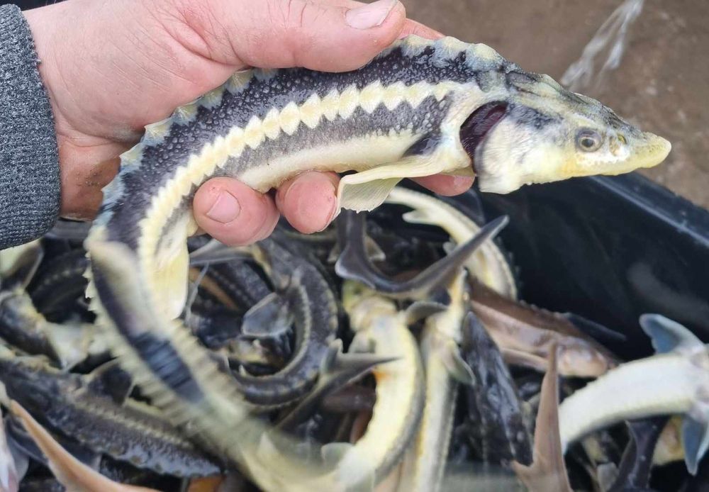 Narybek i kroczek. Karp, lin, karaś
