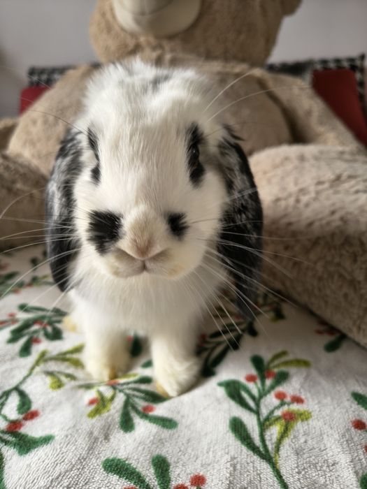 Królik baranek miniaturowy