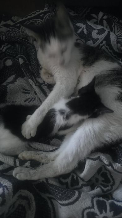 Gatinha para adopção responsavel